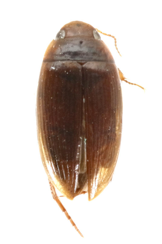 Copelatus galapagoensis Santa Cruz Island. Specimen housed in the ICCDRS collection (ICCDRS 4054) Photo: María Sol Herrera, CDF, 2024.